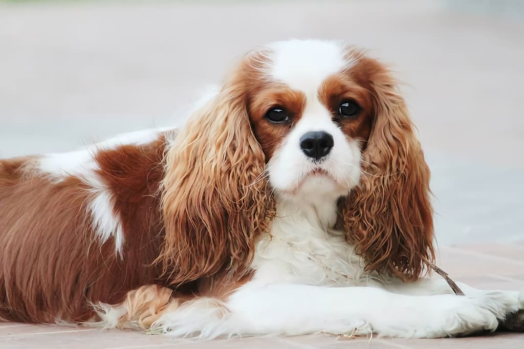 Cavalier King Charles Spaniels "Franklin"