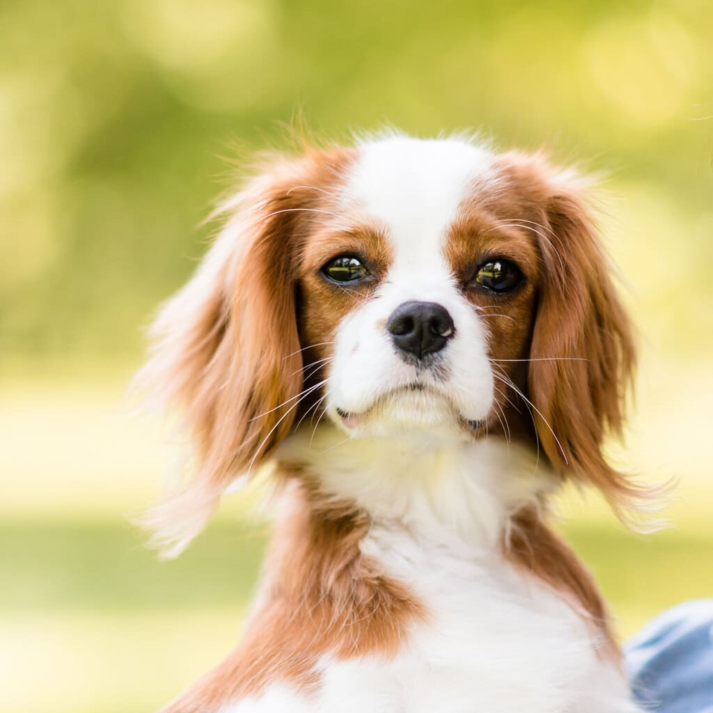 Cavalier King Charles Spaniels "Rusty"