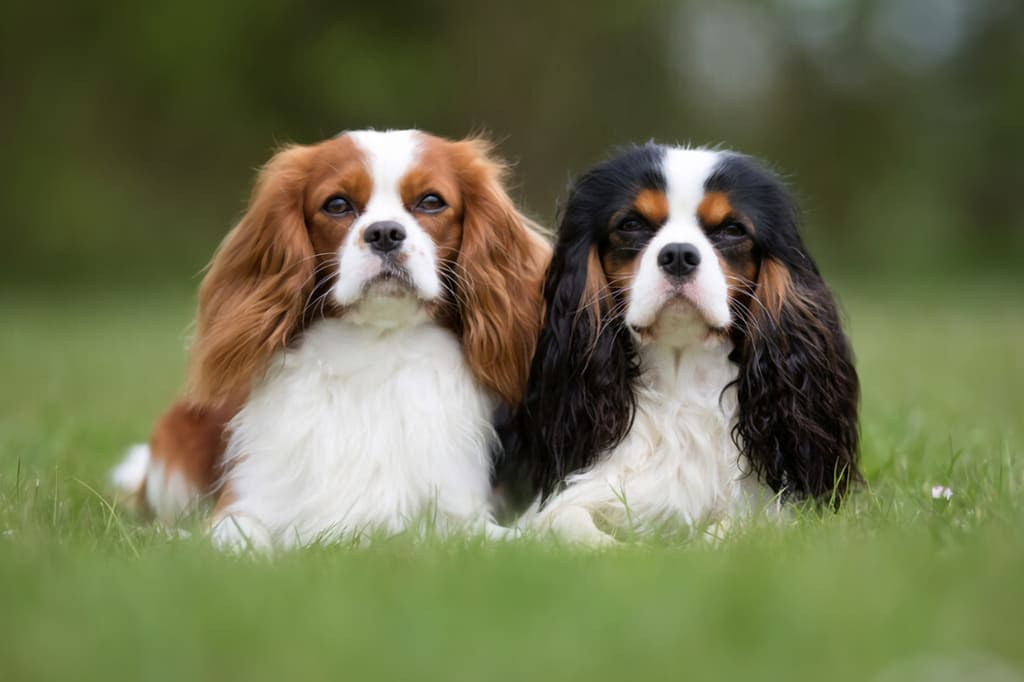 Cavalier King Charles Spaniels "Scouter"