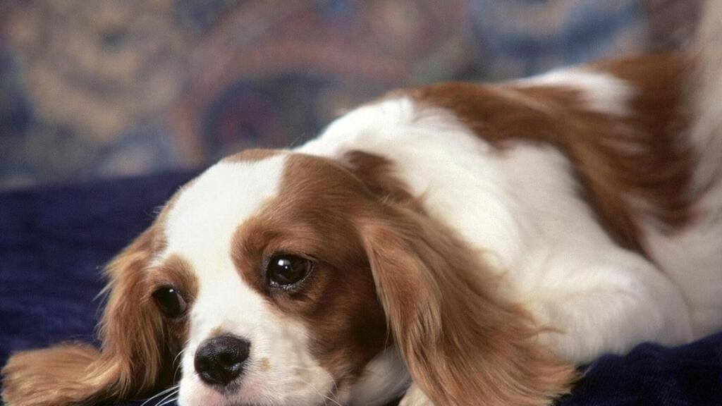 Cavalier King Charles Spaniels "Cookie"