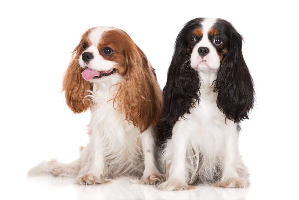 Cavalier King Charles Spaniels "Sitta fint"