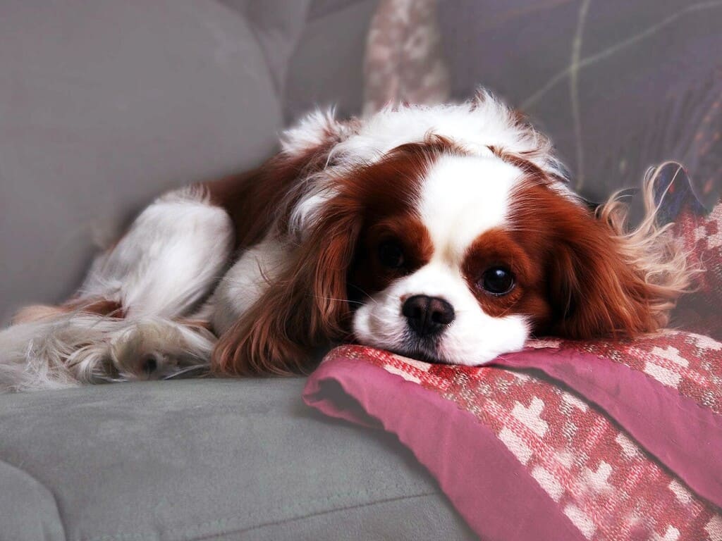 Cavalier King Charles Spaniels "Bailey"