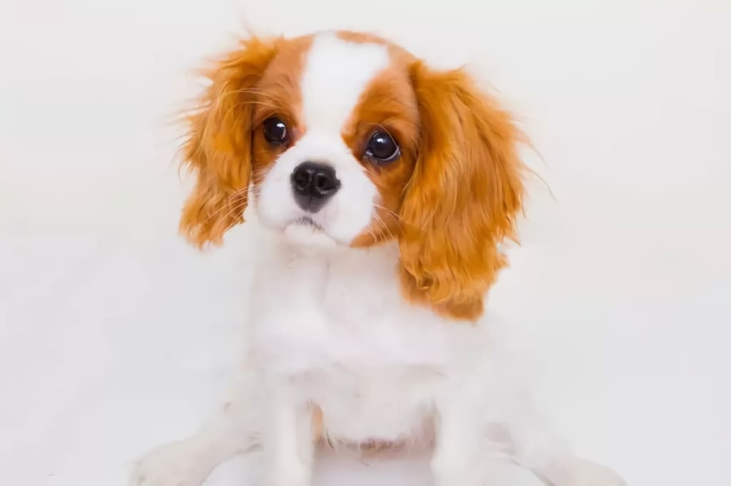 Cavalier King Charles Spaniels "Sitt fint"