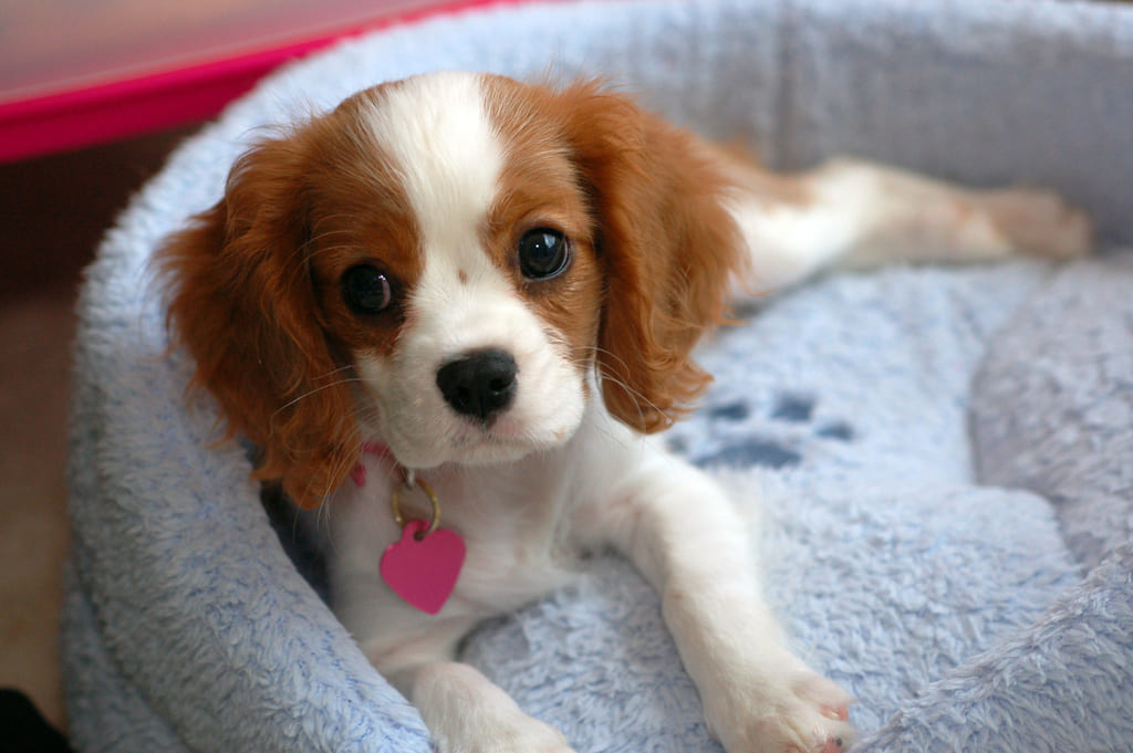 Cavalier King Charles Spaniels "Archie"