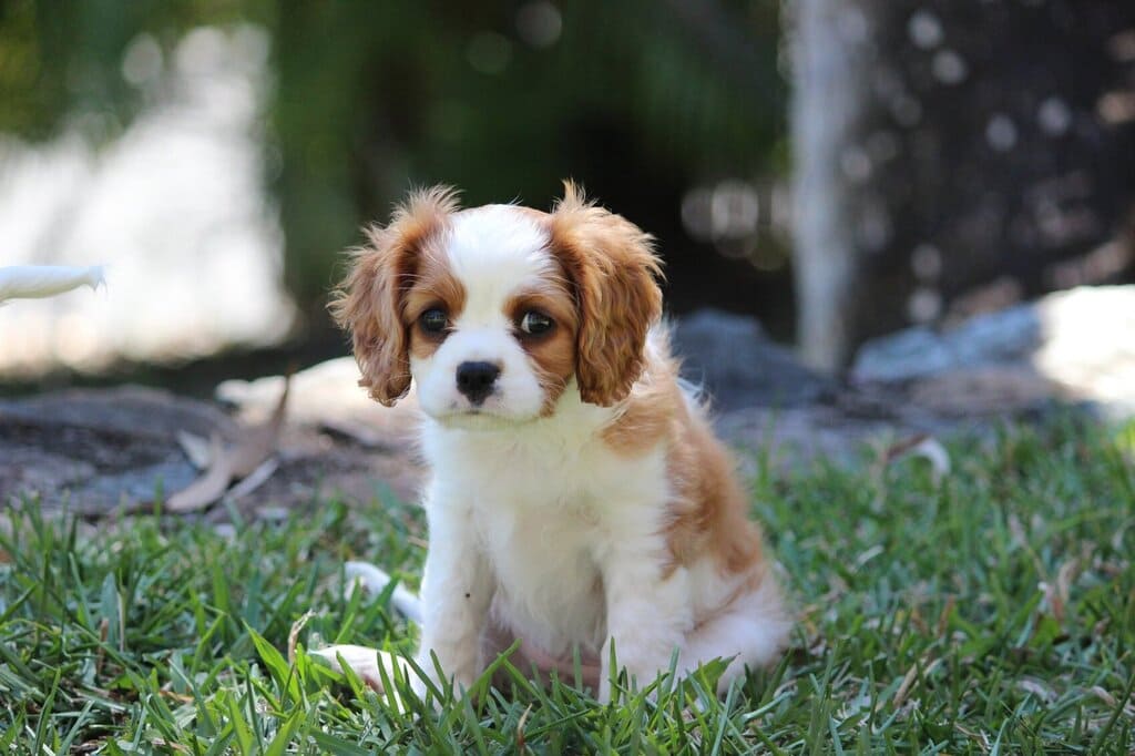 Cavalier King Charles Spaniels "Väntan"