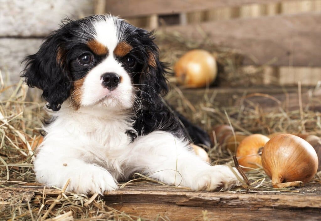 Cavalier King Charles Spaniels "Riley"