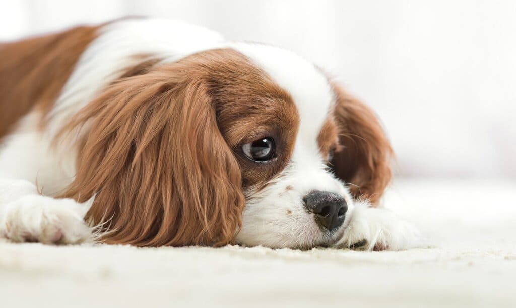 Cavalier King Charles Spaniels "Vila"