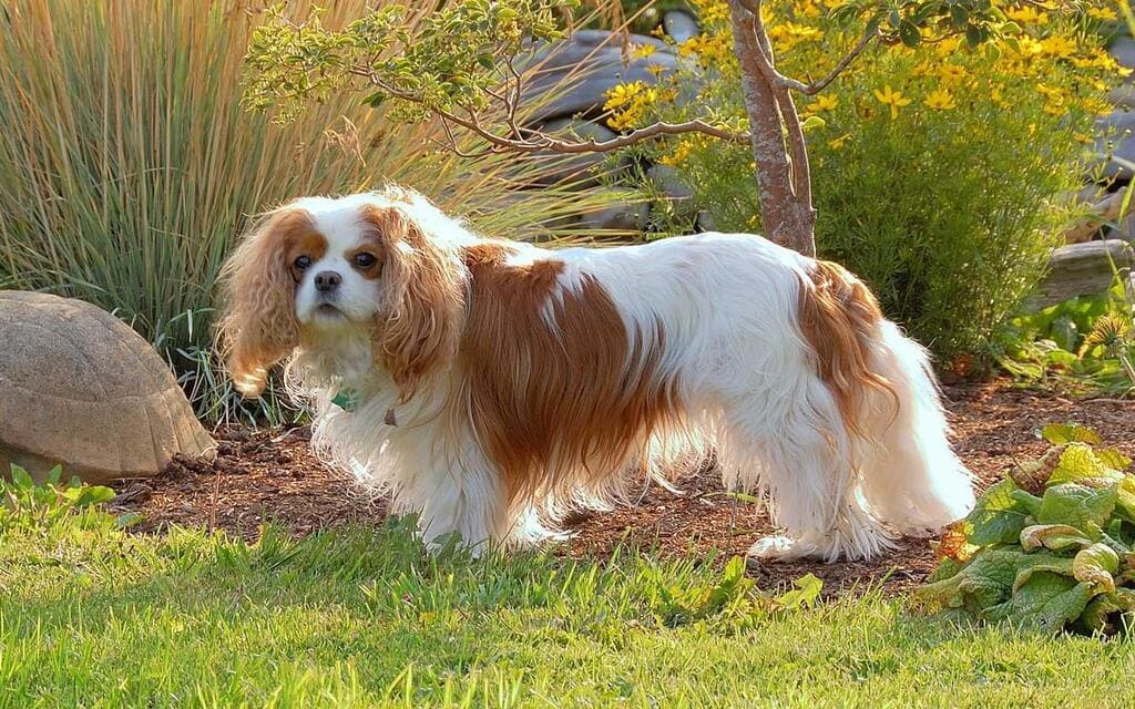Cavalier King Charles Spaniels "Lexi"