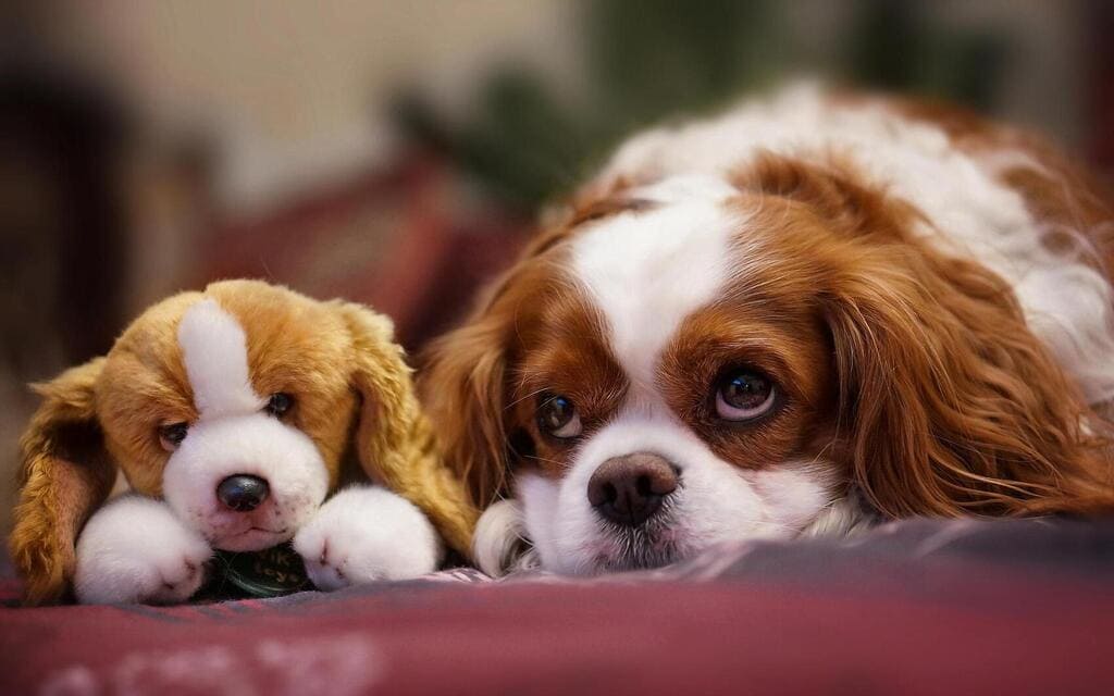 Cavalier King Charles Spaniels "Gosedjur"