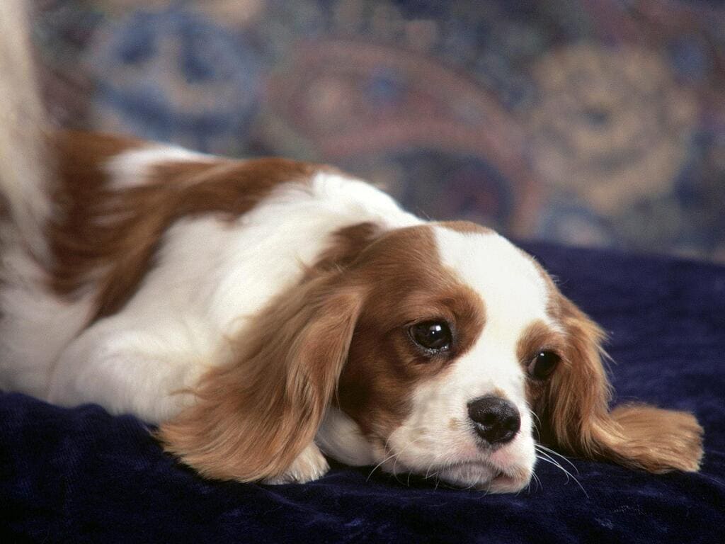 Cavalier King Charles Spaniels "Ensam"