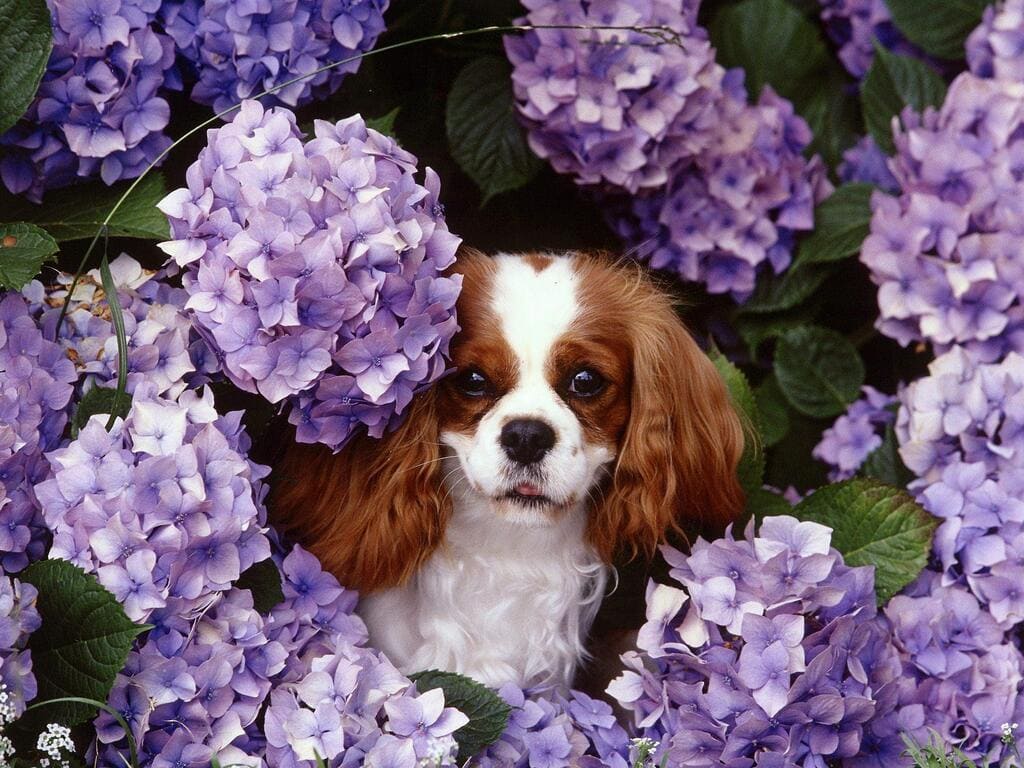 Cavalier King Charles Spaniels "Blommig"